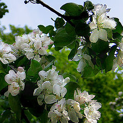photo "May"
