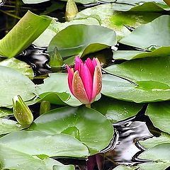 photo "Lilies in pond"