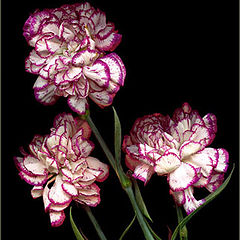 photo "Carnations"