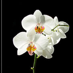 photo "Orchidee"