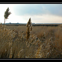 photo "Feathery field"