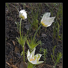 photo "First flowerses"