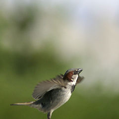 photo "Taking Off"