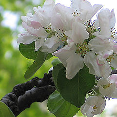 photo "Tenderness"