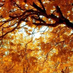 photo "Fall"