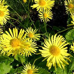 фото "Ouer flowers"