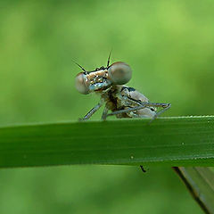 photo "Spitzenfleck - Portrait"