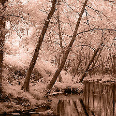 фото "Golden forest"