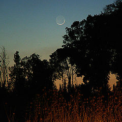 photo "The Magic Moon"