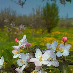 photo "May flowers"