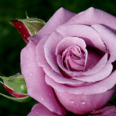 фото "my rose"