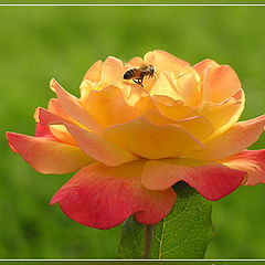 фото "rose and bee"