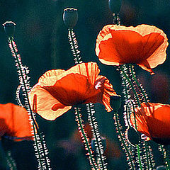 photo "Backlighted poppies"