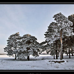 photo "White Madness"