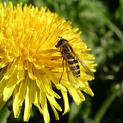 photo "Dandelion"