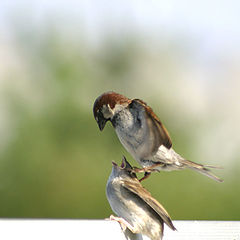 photo "Daddy  Feeding Style"