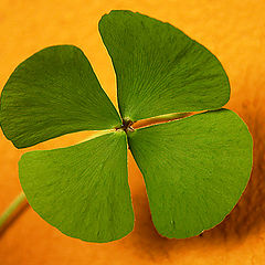 photo "four-leaf clover"