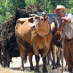 photo "The old farmer"