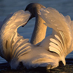 фото "Swan in Sunset"