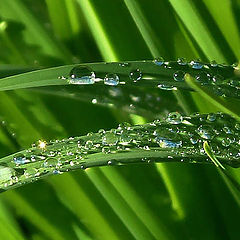 фото "Nach dem Regen"