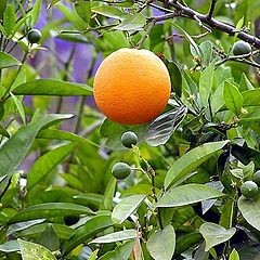 photo "Oranges"