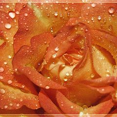 photo "Rose"