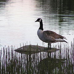 фото "Branta canadensis"