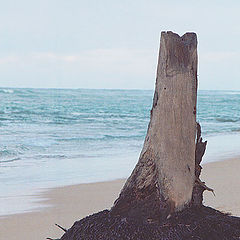 фото "Alone on the beach!"