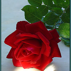 фото "Волшебная роза"