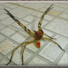 фото "Spider attack"