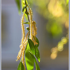 photo "Yellow-green"