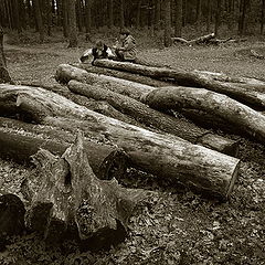 photo "The wood story"