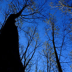 фото "buscando la luz"