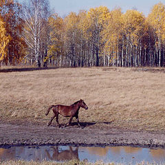 photo "Autumn. Horse."