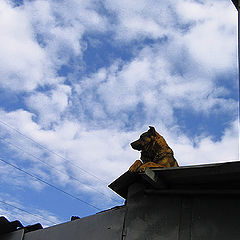 photo "DOG and SKY"