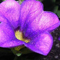 фото "Ouer flowers in the garden"