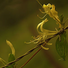 photo "The Glow of Golds"