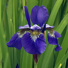 photo "Iris"