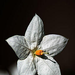 photo "paper flower"