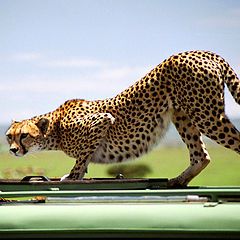 фото "A cat on the jeep`s roof"