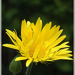 photo "Yellow on the dark green for Victoria"