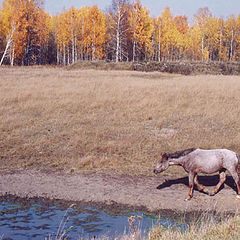 photo "On a watering place"