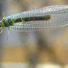 photo "Dragonfly"