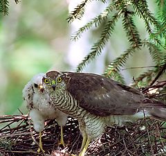 photo "Hawks on a nest"