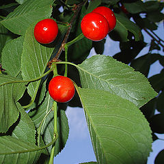 photo "First cherry"