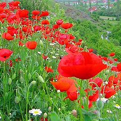 photo "Poppies on a slope."