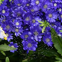 photo "Web with drops"