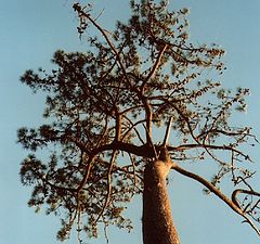 фото "Looking up!"