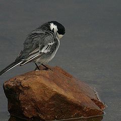 photo "Little bird"