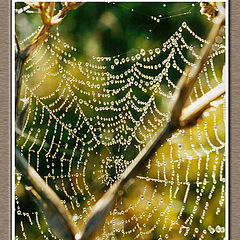 фото "Spider home version 2"